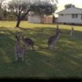 image toorbul-kangaroos-roaming-free-02-tn-retry-jpg