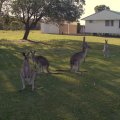 image toorbul-kangaroos-roaming-free-02-jpg