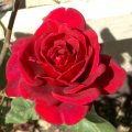 image alecs-red-almost-full-bloom-jpg