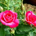 ROSES In My Garden