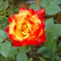 image mini-mystery-rose-1-jpg