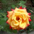image mini-mystery-rose-full-bloom-2-jpg