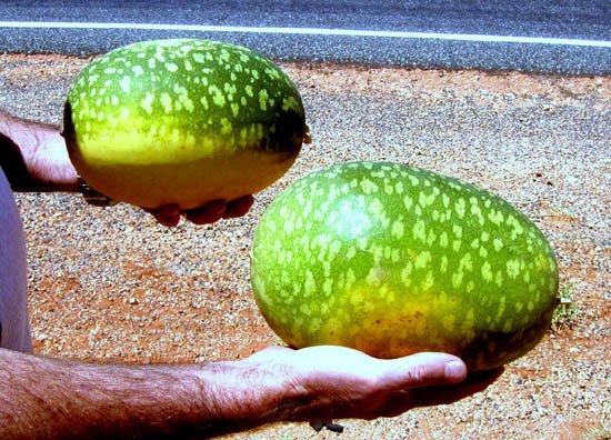 image 016-nt-wild-melons-growing-on-roadside-1-jpg