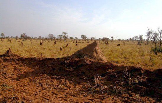 image 041-nt-on-the-tanami-road-about-1500-km-long-complete-with-termite-mounds-on-both-sides-jpg