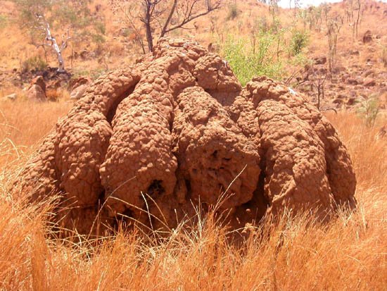 image 069-termite-mound-jpg