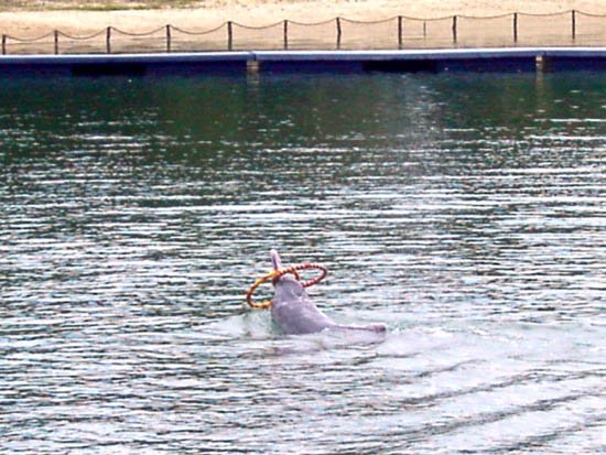 image 025-sentosa-pink-dolphin-with-hoop-jpg