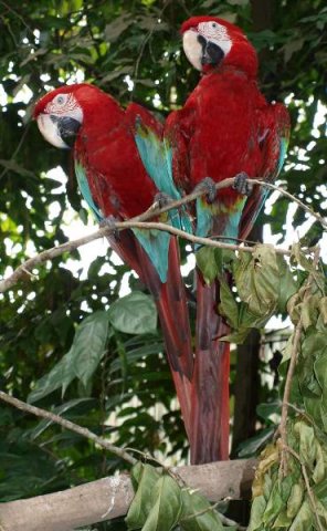 image 07-scarlet-macaws-ara-macao-jpg
