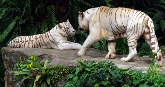 image 08-white-bengal-tigers-jpg