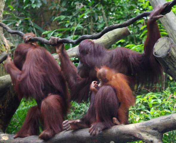 image 10-sumatran-orangutan-family-jpg