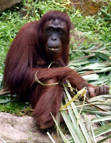 image 11-female-sumatran-orangutan-jpg