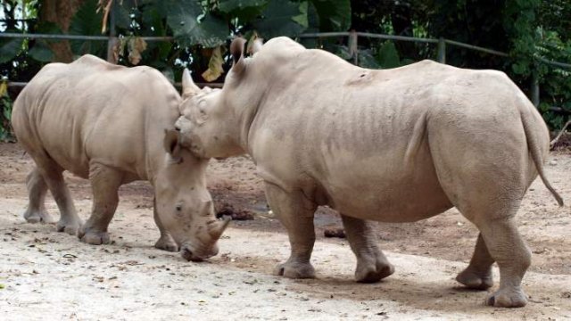 image 13-white-rhinoceros-square-lipped-rhinoceros-ceratotherium-simum-jpg