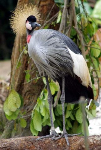 image 14-east-african-crowned-crane-grey-crowned-crane-balearica-regulorum-jpg