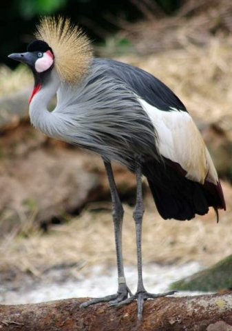 image 15-east-african-crowned-crane-grey-crowned-crane-balearica-regulorum-jpg