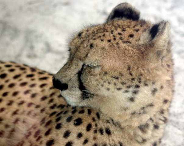 image 19-cheetah-jpg