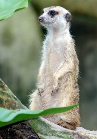 image 21-meerkat-suricate-suricata-suricatta-jpg