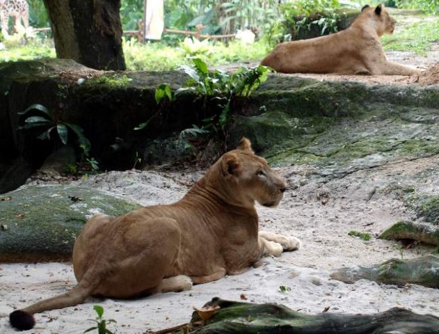 image 22-african-lioness-jpg