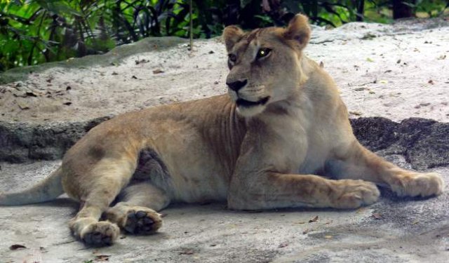 image 23-african-lioness-jpg