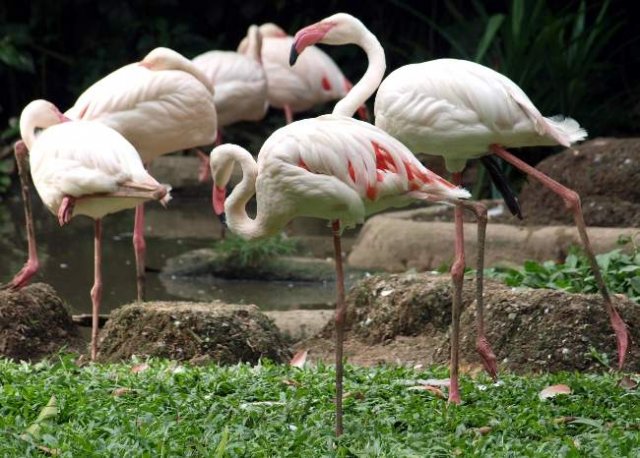 image 24-greater-flamingos-phoenicopterus-ruber-jpg