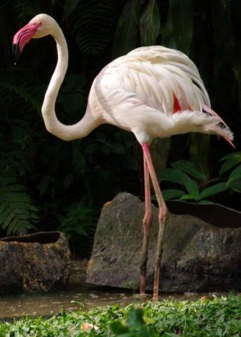 image 25-greater-flamingos-phoenicopterus-ruber-jpg