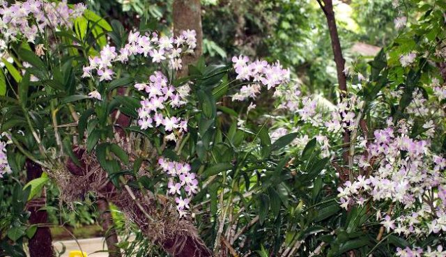 image 26-dendobrium-orchids-jpg