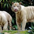 image 09-white-bengal-tigers-jpg