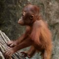 image 12-baby-sumatran-orangutan-jpg