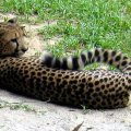 image 18-cheetah-acinonyx-jubatus-jpg