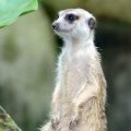image 21-meerkat-suricate-suricata-suricatta-jpg