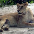 image 23-african-lioness-jpg