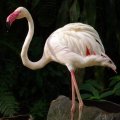 image 25-greater-flamingos-phoenicopterus-ruber-jpg
