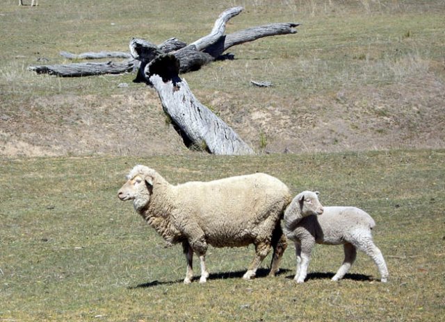 image stockinbingal-ewe-and-lamb-jpg