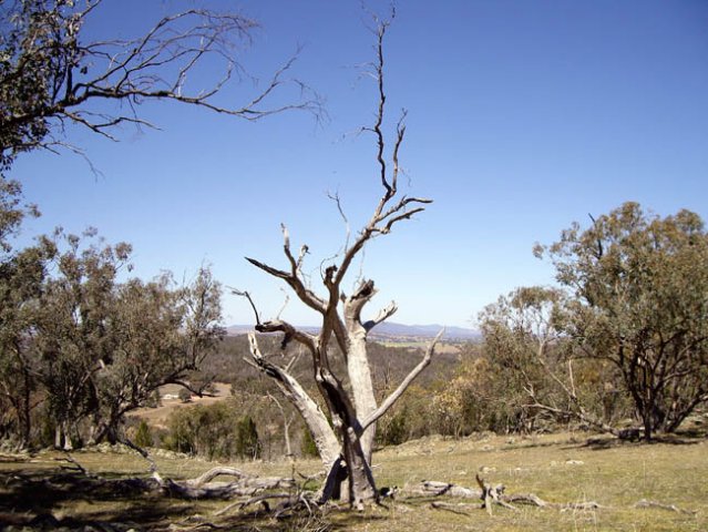 image stockinbingal-on-gogobilly-hill-farm-visible-in-left-clearing-jpg