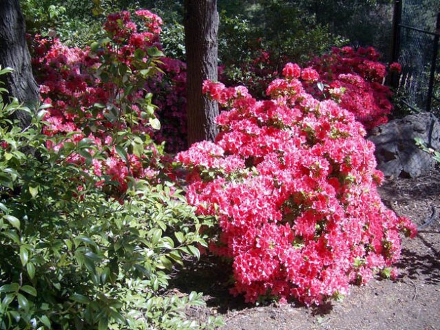 image wagga-wagga-05e-botanic-gardens-vibrant-azaleas-in-chinese-pavilion-jpg