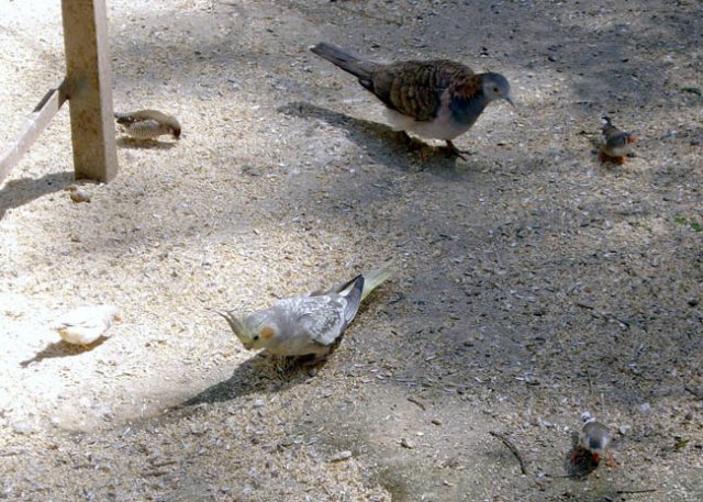 image wagga-wagga-zoo-birds-in-the-aviary-jpg