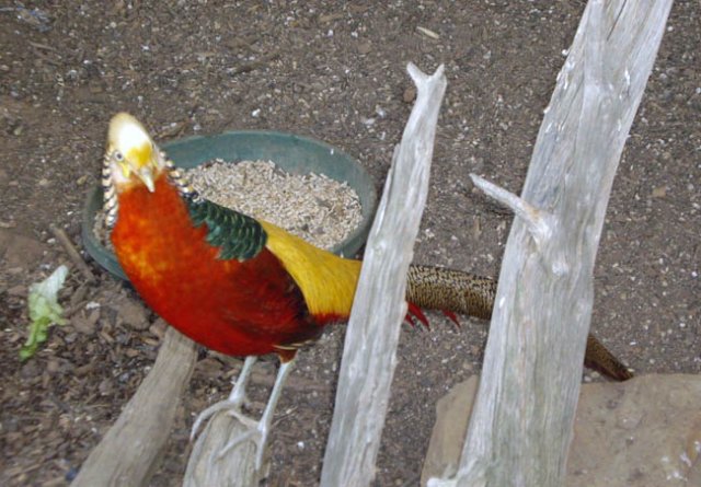 image wagga-wagga-zoo-golden-pheasant-jpg