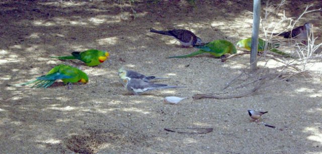 image wagga-wagga-zoo-small-parrots-and-little-birds-jpg