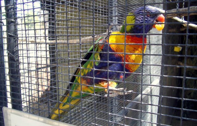 image wagga-wagga-zoo-superb-parrot-eating-a-segment-of-my-mandarin-jpg