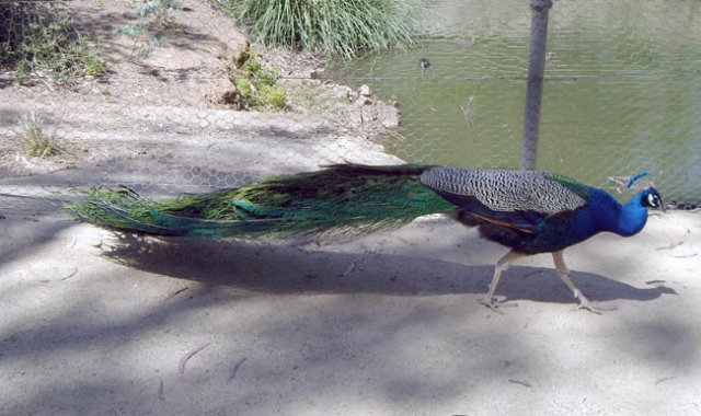 image wagga-wagga-zoo-strutting-peacock-jpg