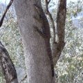image stockinbingal-lace-monitor-tree-goanna-varanus-varius-jpg