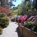 image wagga-wagga-05d-azaleas-in-chinese-pavilion-botanic-gardens-jpg