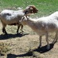 image wagga-wagga-zoo-a-couple-of-goats-jpg