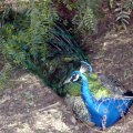 image wagga-wagga-zoo-peacock-resting-jpg