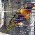 image wagga-wagga-zoo-superb-parrot-eating-a-segment-of-my-mandarin-jpg