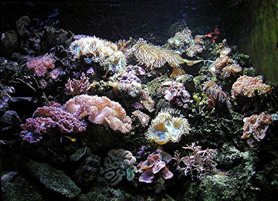 image 003-sea-anemones-retry-jpg