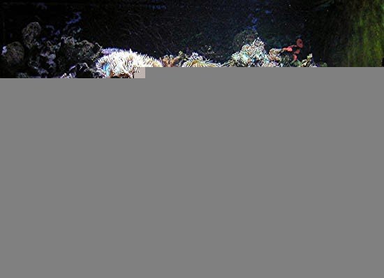 image 003-sea-anemones-jpg