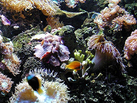 image 004-underwater-garden-jpg
