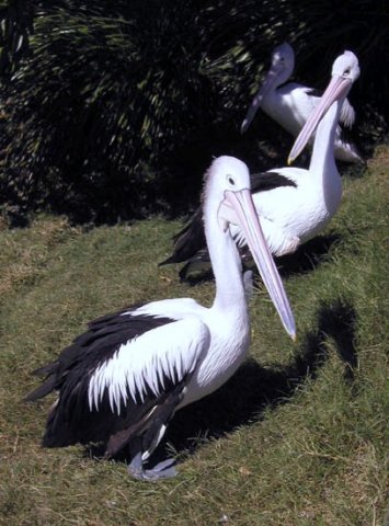 image 012-pelicans-jpg