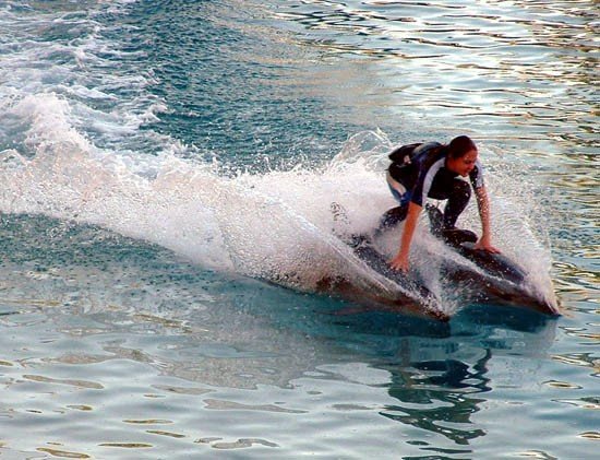 image 028-dolphin-surfing-jpg