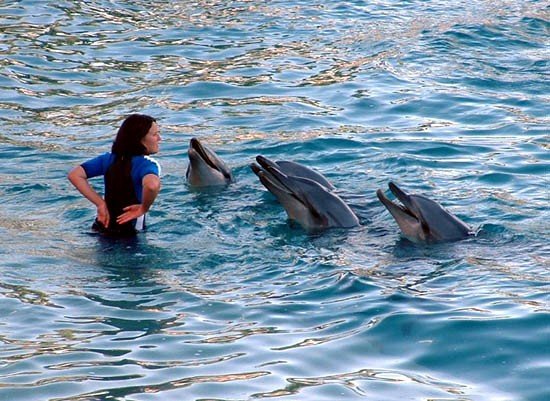 image 029-communicating-with-dolphins-jpg