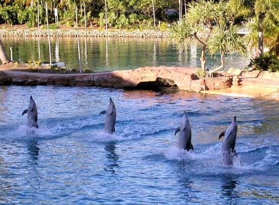 image 031-dolphins-taking-a-bow-jpg
